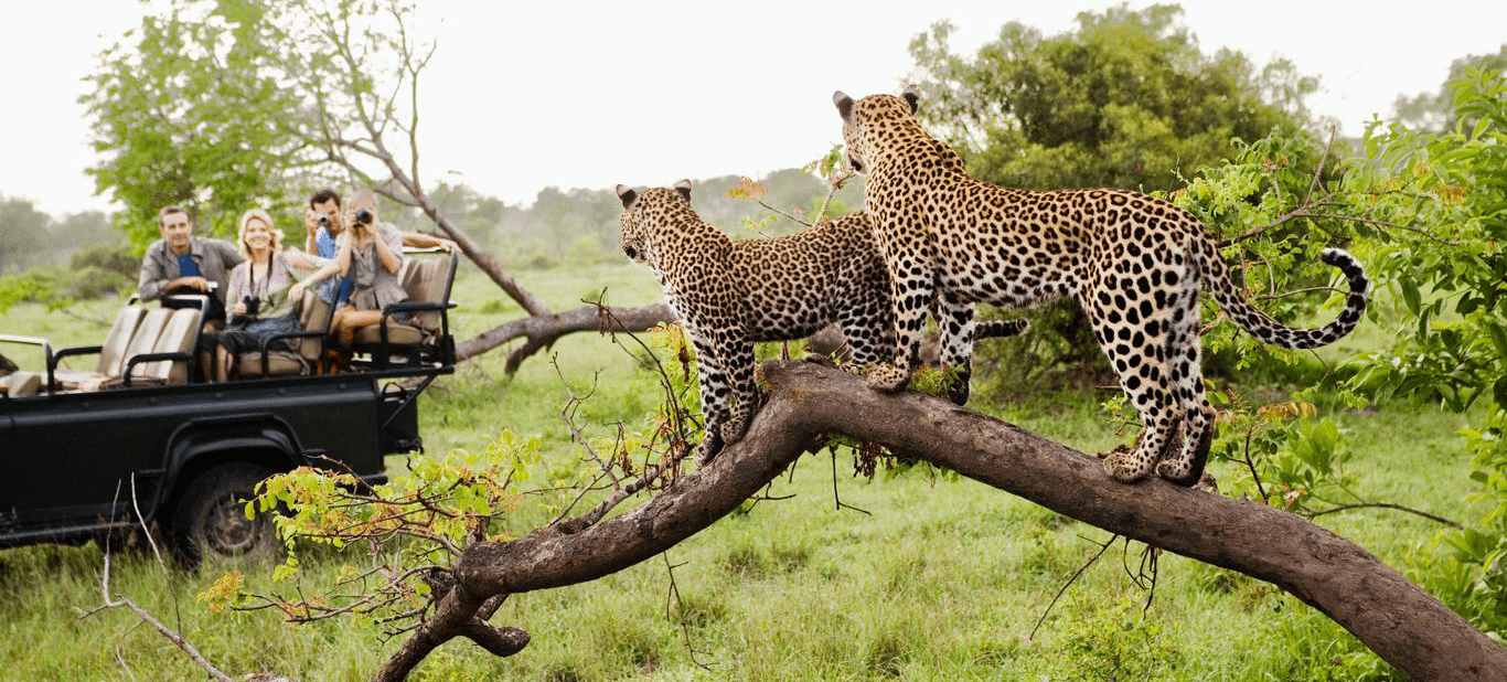 Visit Kruger National Park in South Africa