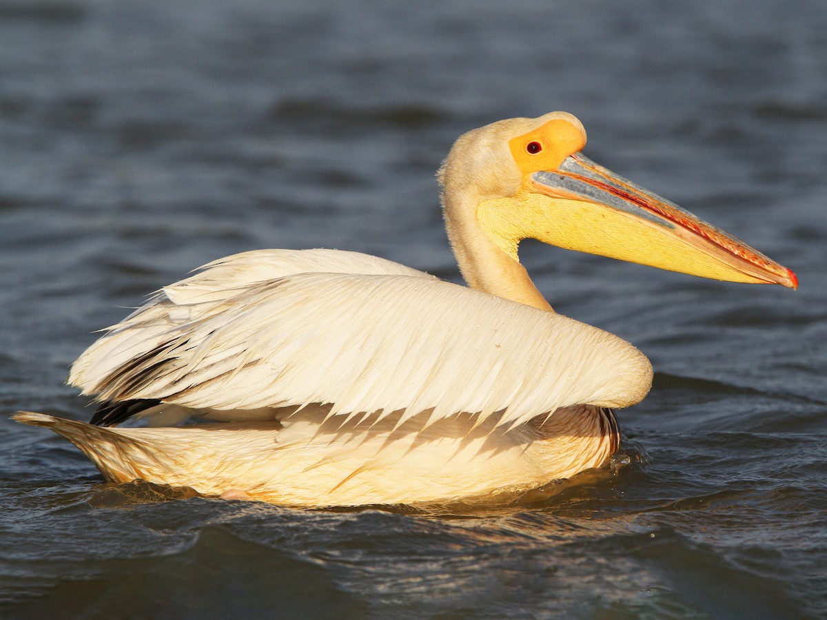 Iconic Wildlife Species to Spot