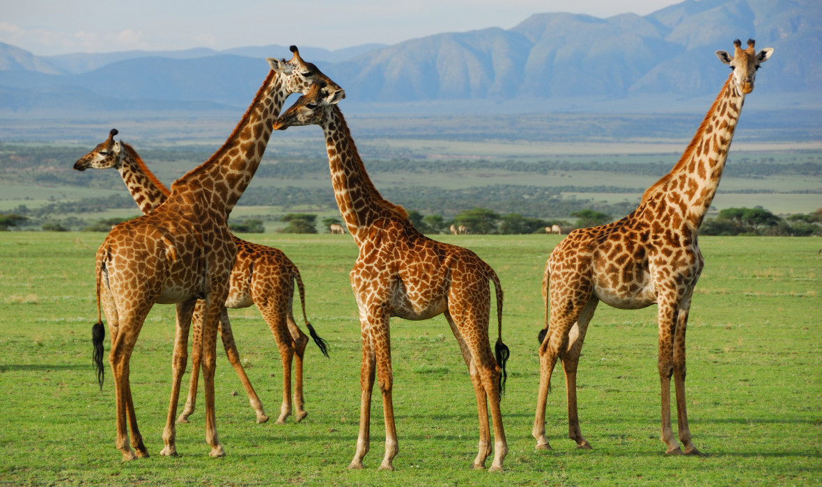 The history of the Serengeti National Park
