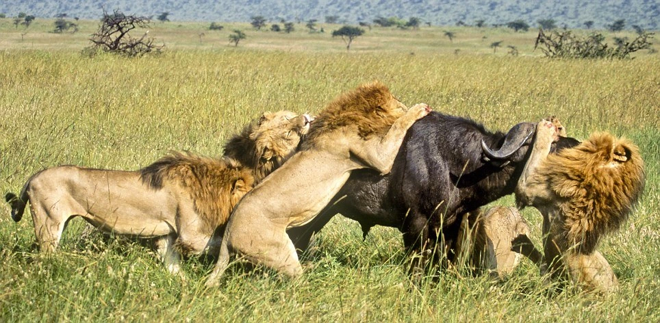 Where to See Lions in Africa