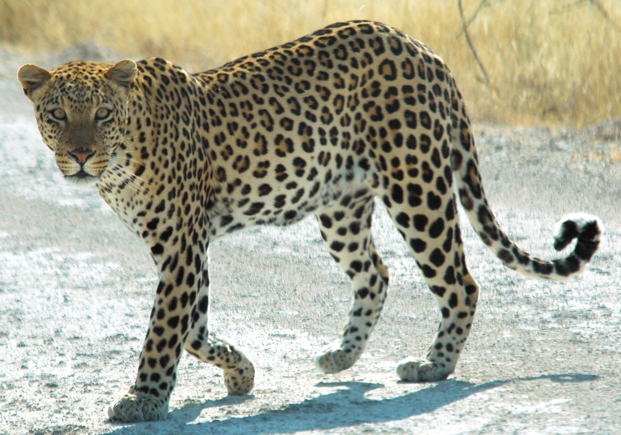 4. The Leopard