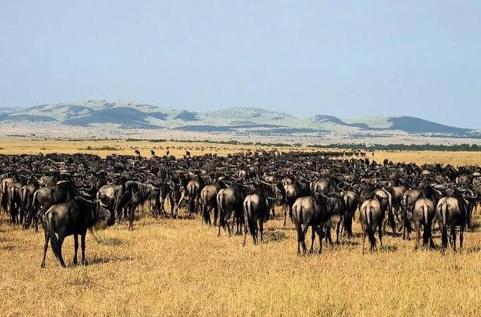 Serengeti vs Nyerere National Park