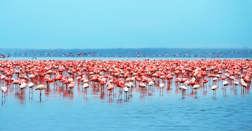 The Unique Ecosystem of Lake Nakuru