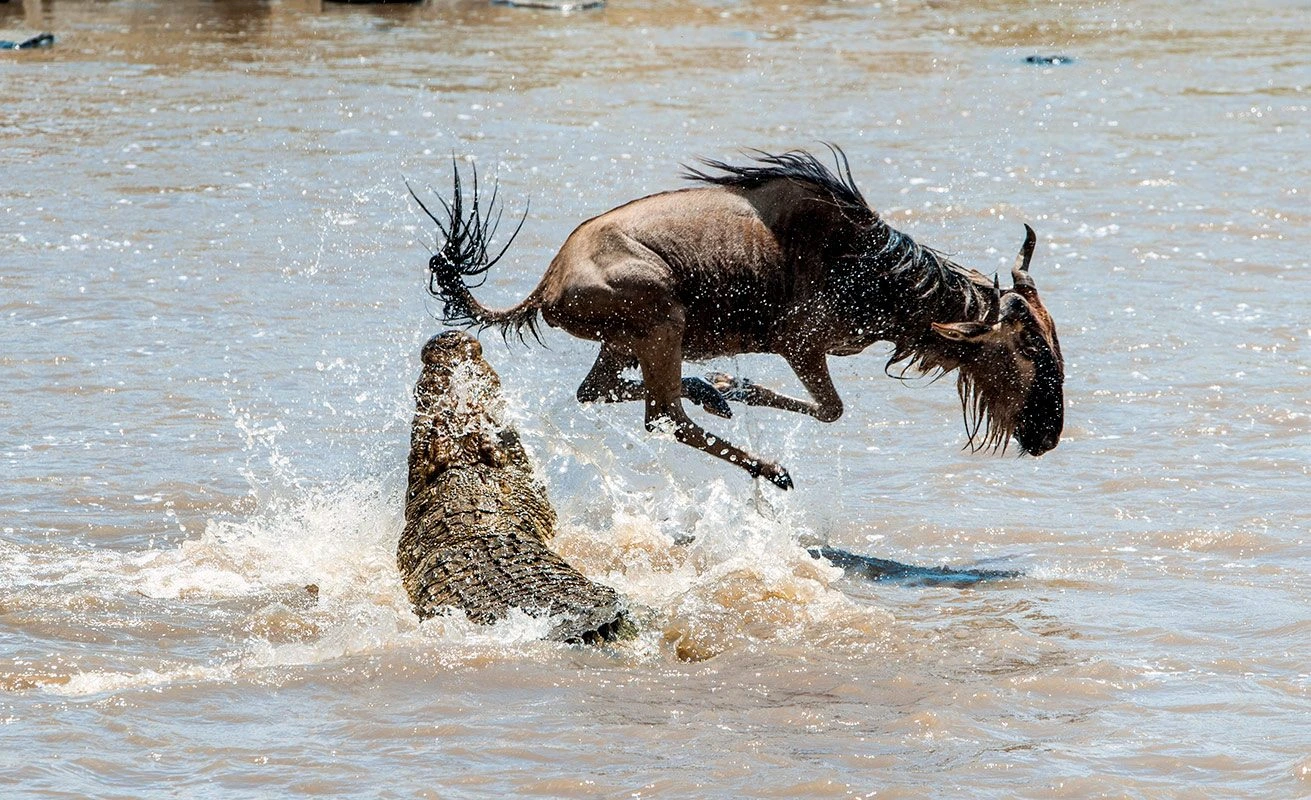 During the May and June migration is in Western Serengeti