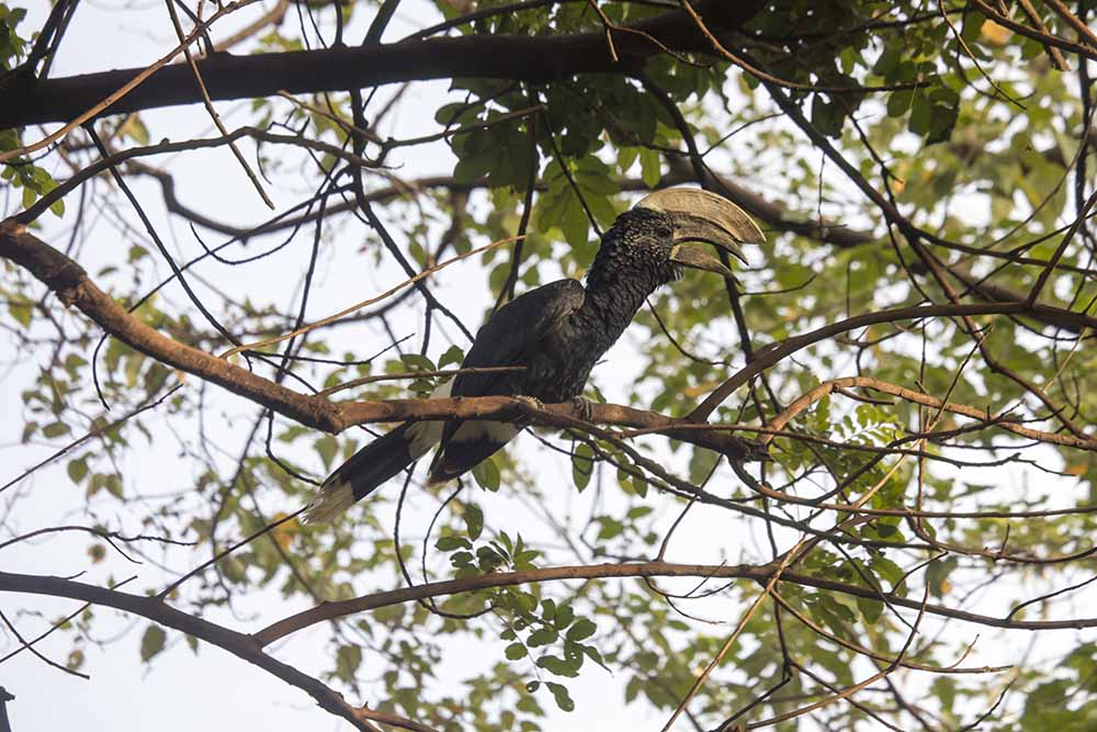Bird Photography Tips in Tanzania
