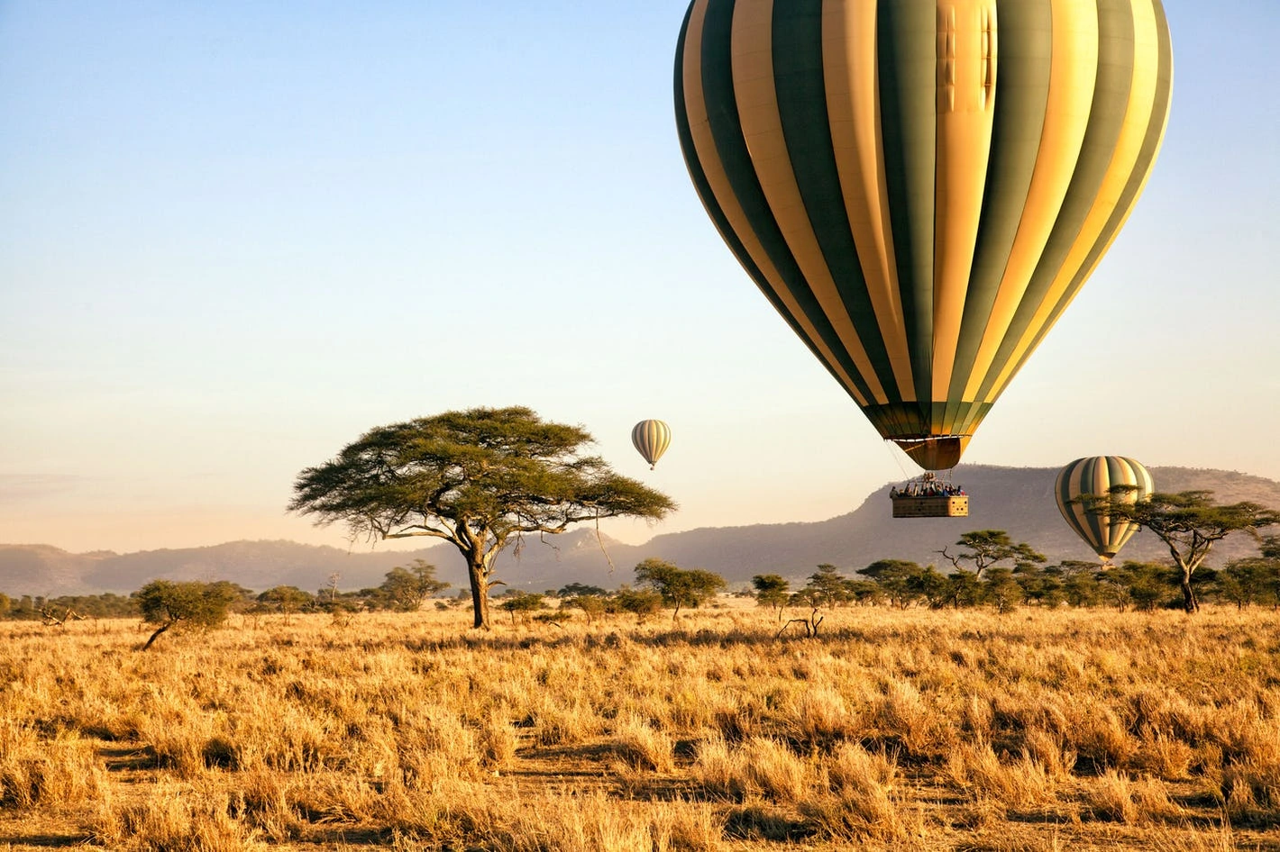 The Great Wildebeest Migration in Maasai Mara