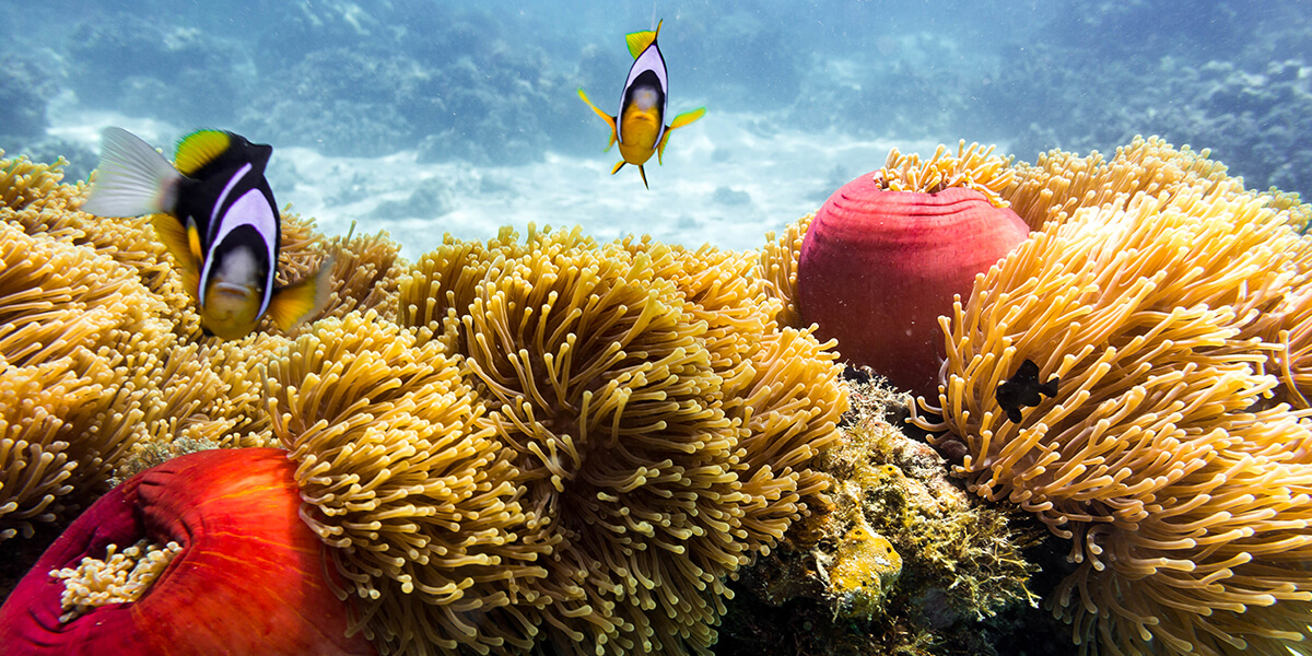 Exploring the coral reefs of Zanzibar