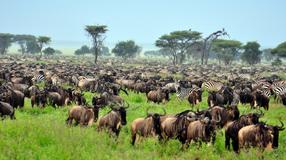 Wildlife in Maasai Mara