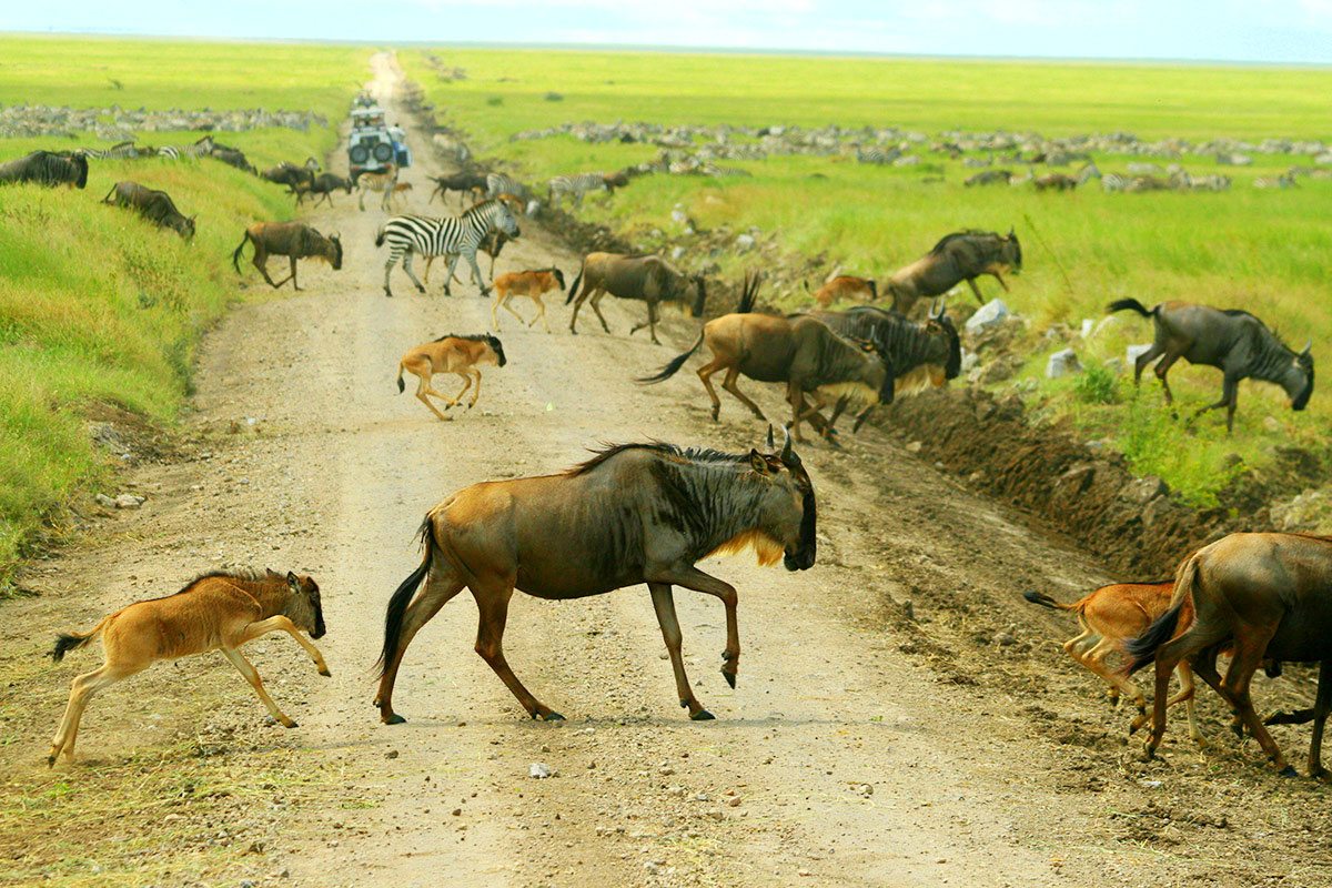 During October and November migration heading Southern Serengeti