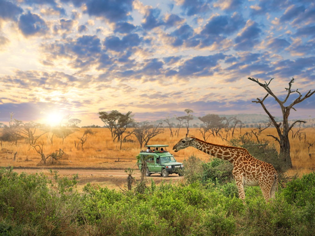 African Safari Packages