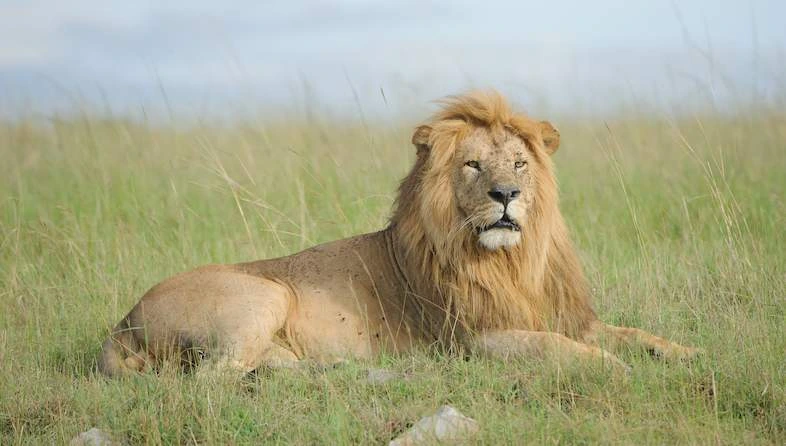 Kruger National Park (South Africa)