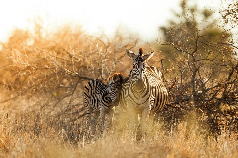 Final Verdict: Which Safari Is Better?