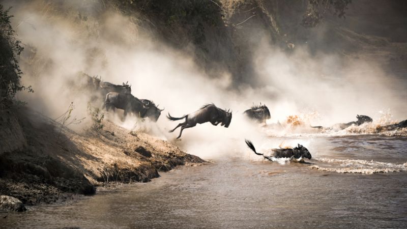 The Great Migration Serengeti