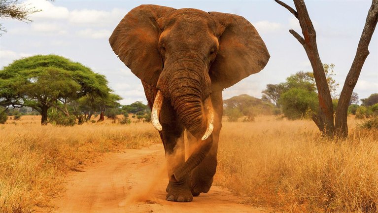 What to expect in Tarangire National Park