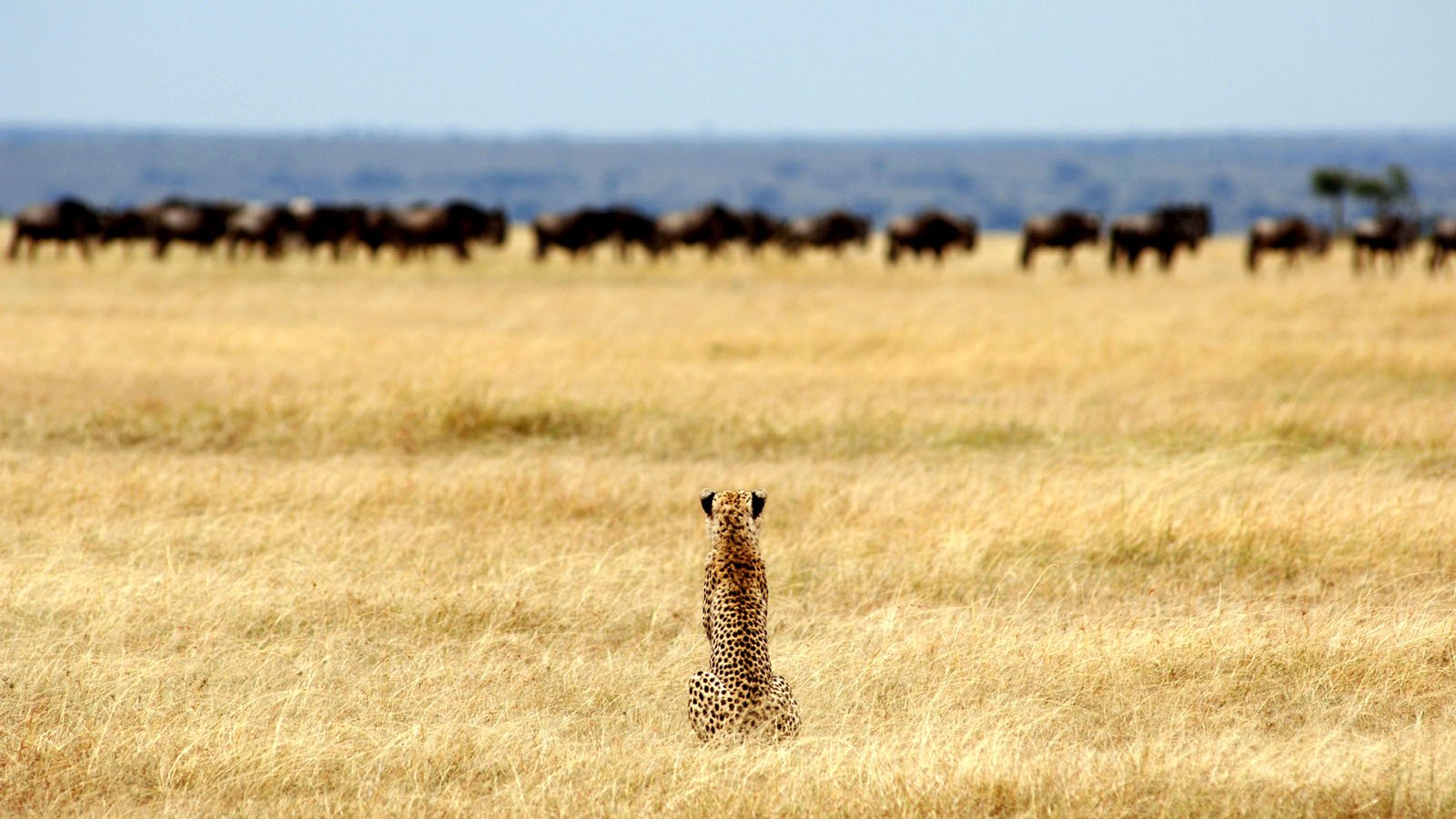 National Parks and Landscapes: Endless Plains or Diverse Scenery?