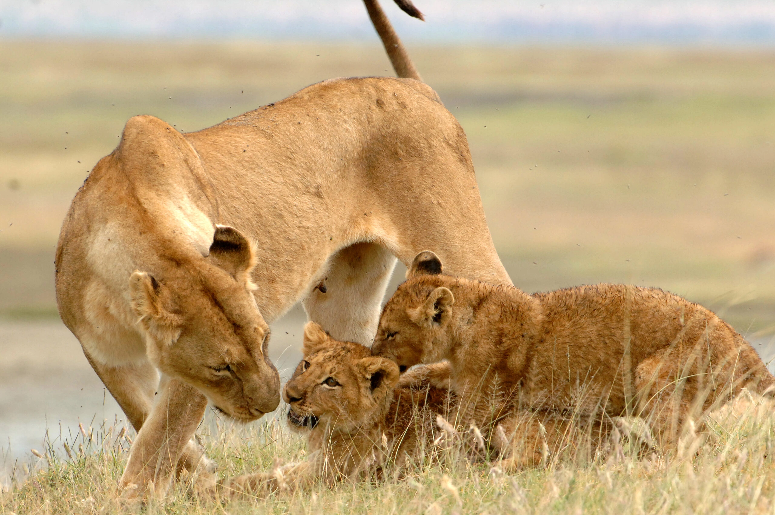 The Big five animals