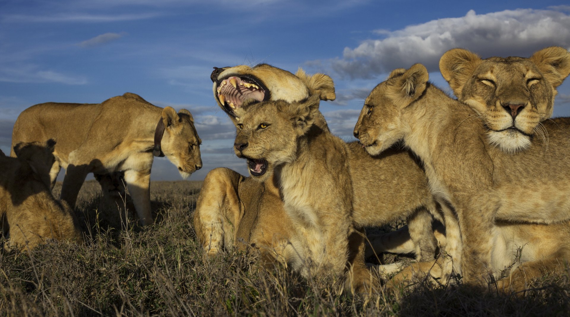 How Media Stories Shape Our Perception of Lions