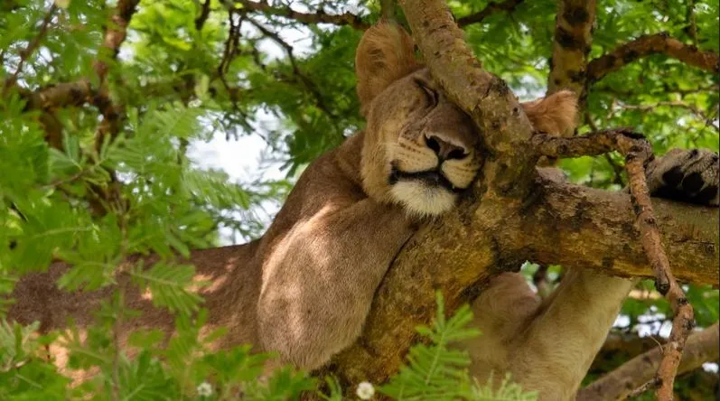 Best Time to See Lions in Africa