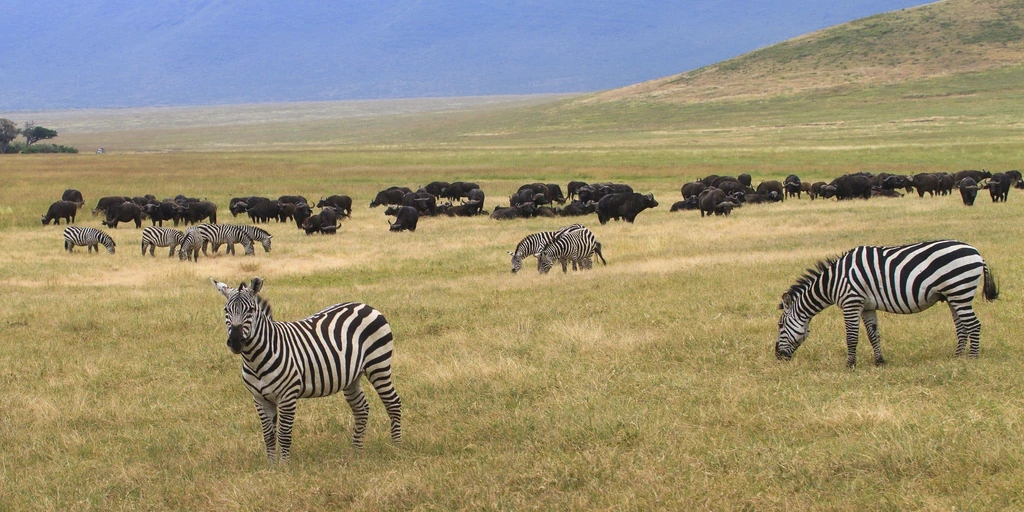 Important Travel Accessories for a Tanzania Safari