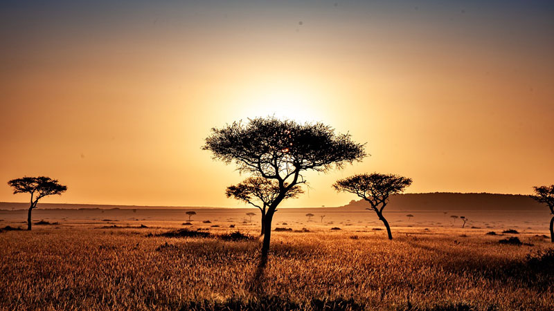 Kenya Safari during the dry season (June - October)