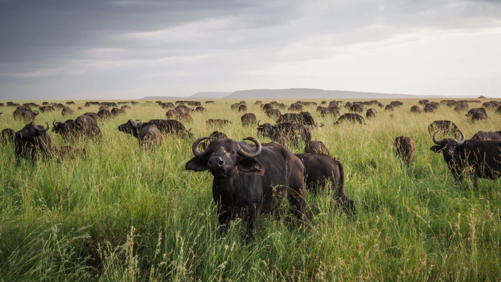 Safari Atmosphere & Crowds