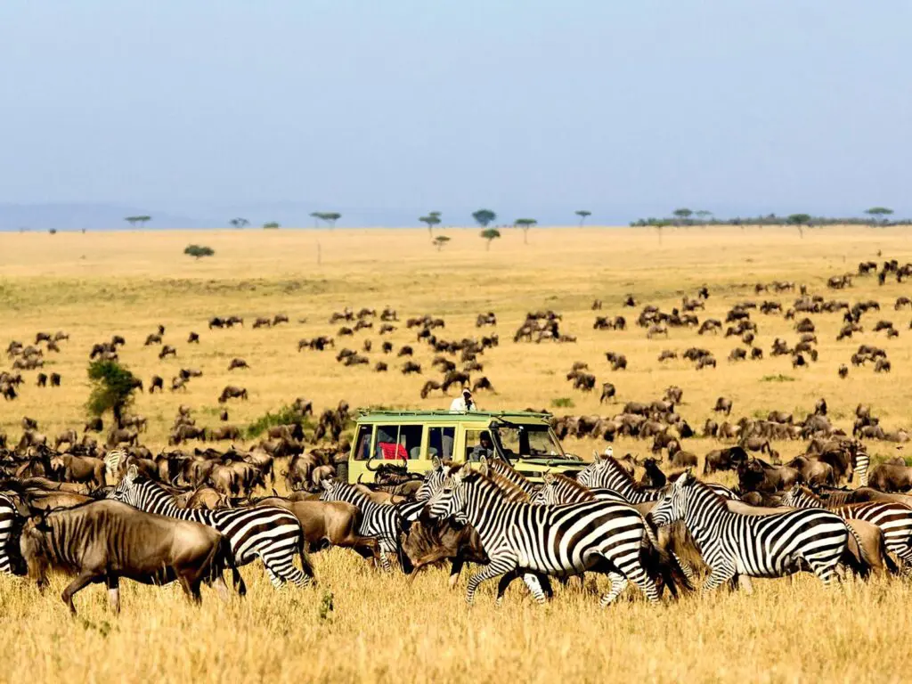 Tourism & Safari Experiences in Serengeti National Park