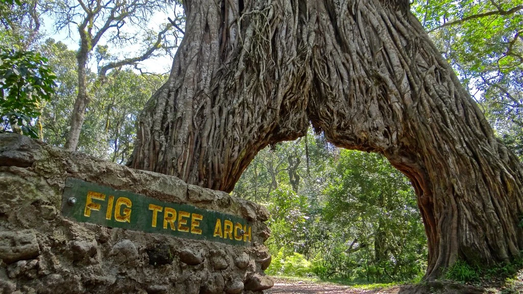 Best Time to Visit Arusha National Park