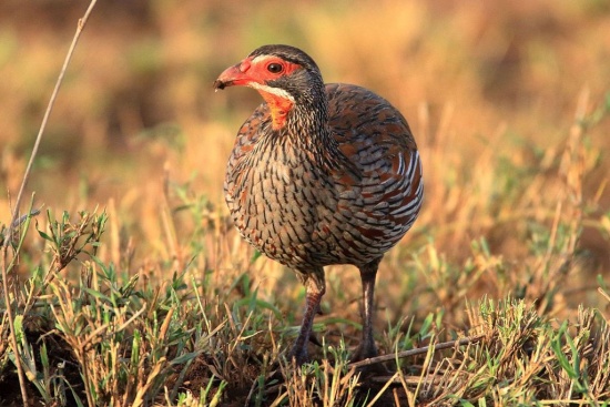 Unique Bird Species of Tanzania