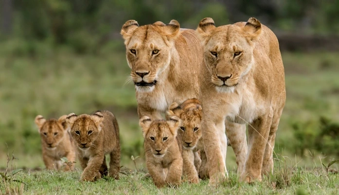 Maasai Mara National Reserve (Kenya)