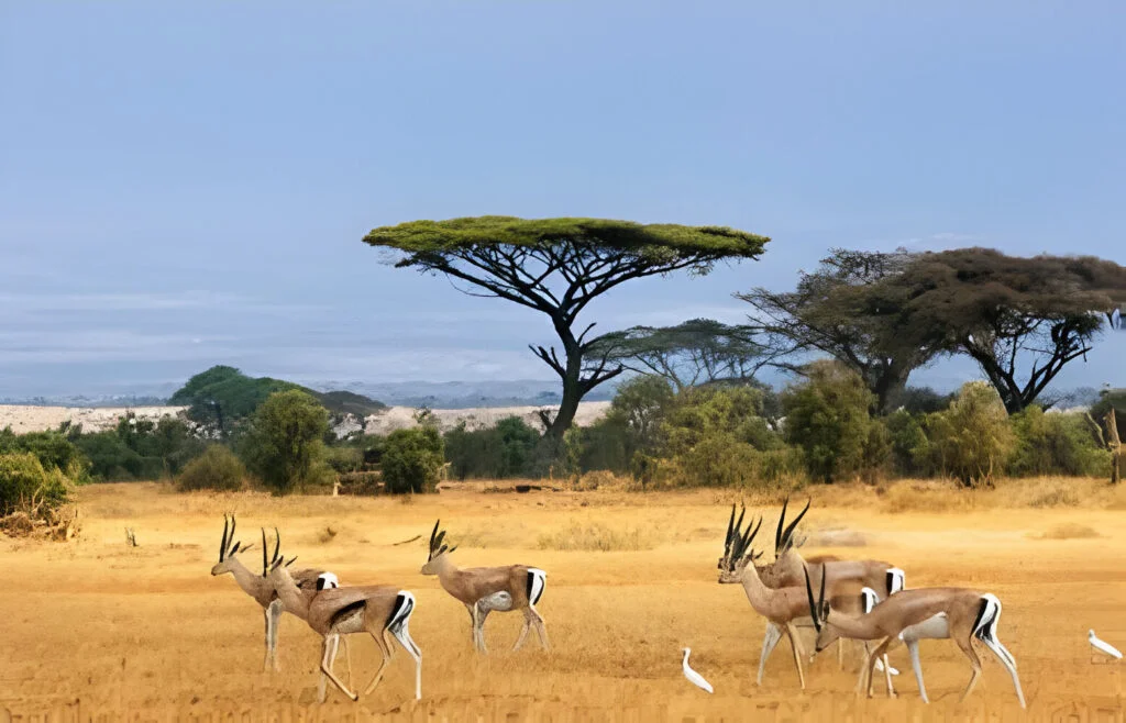 Wildlife Experience Comparison