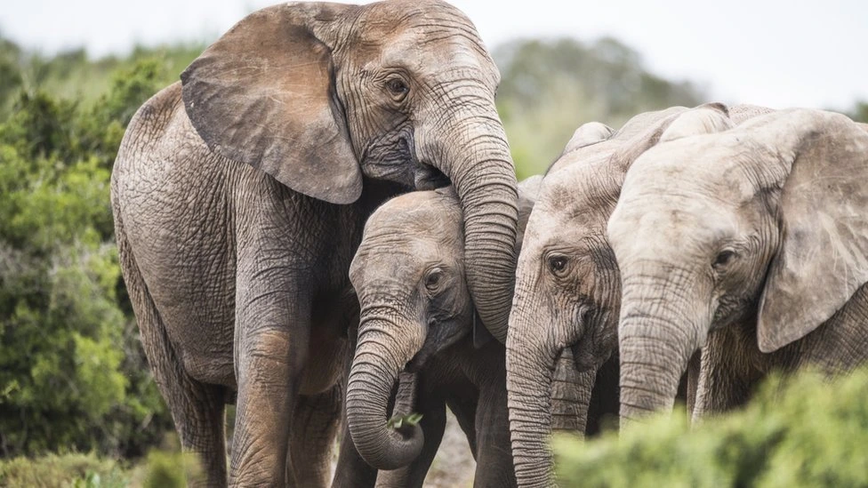 2. The Elephants