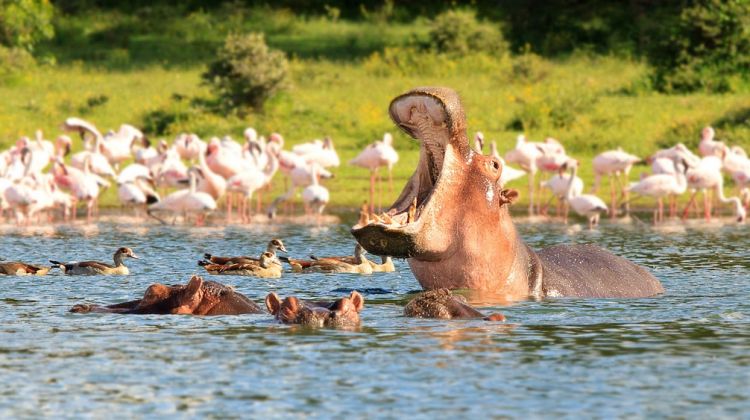 Lake Nakuru National Park: A Wildlife Haven in the Heart of Kenya