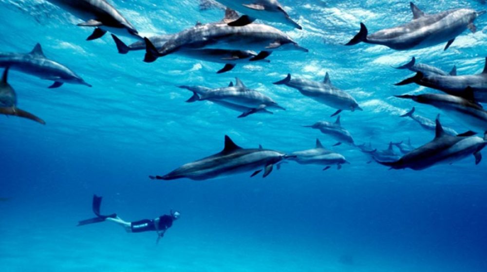 Encounters with Dolphins and Sea Turtles in Zanzibar