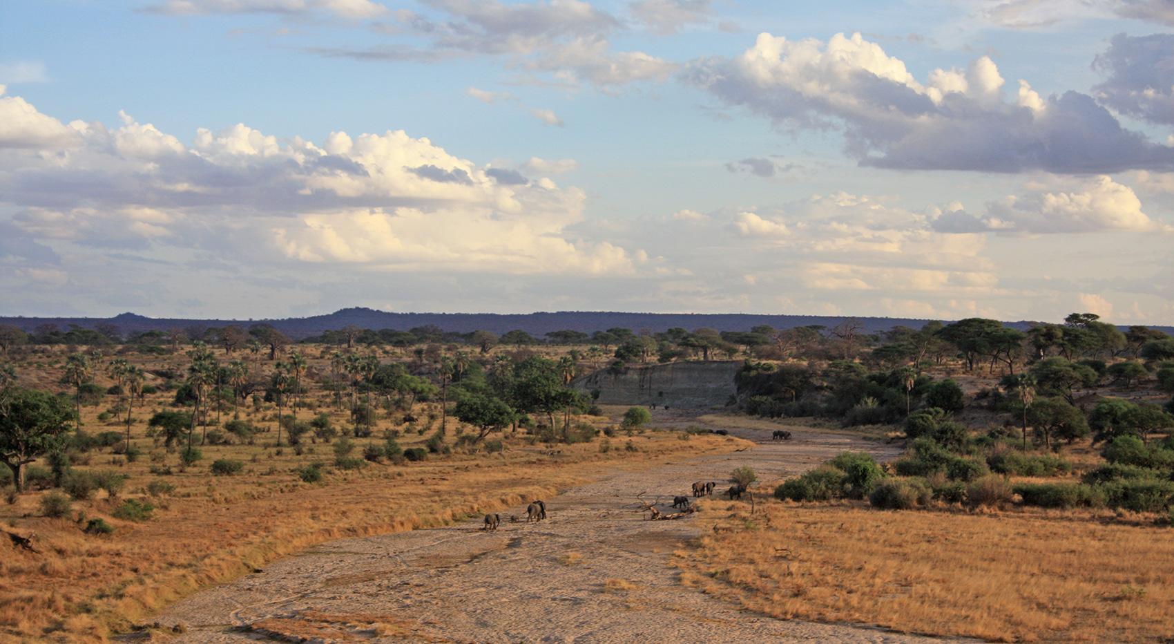 The Best time to Visit Tarangire