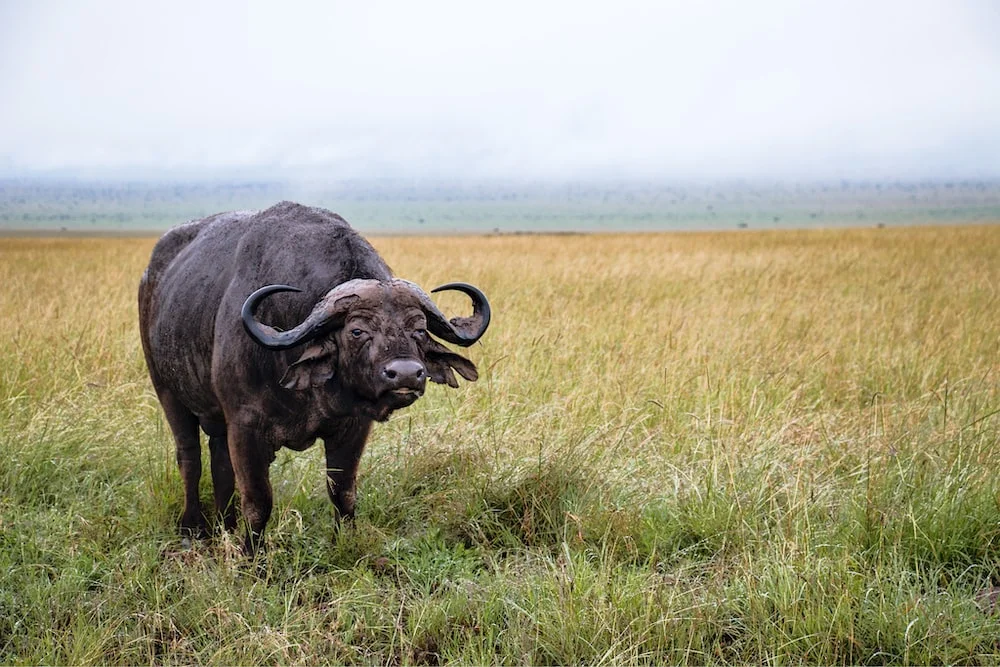 5. The Buffalo