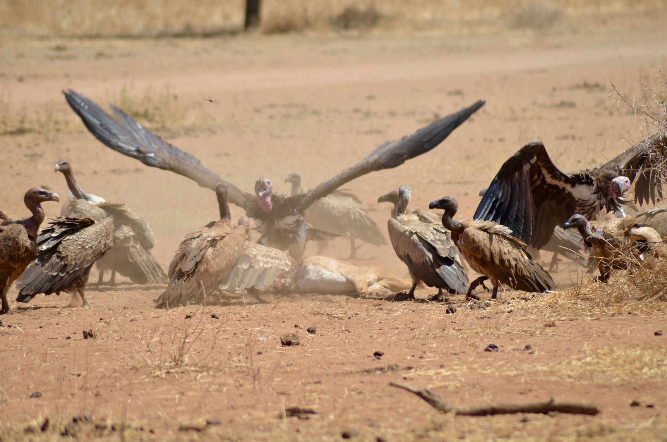 The Ecosystem of Tarangire National Park