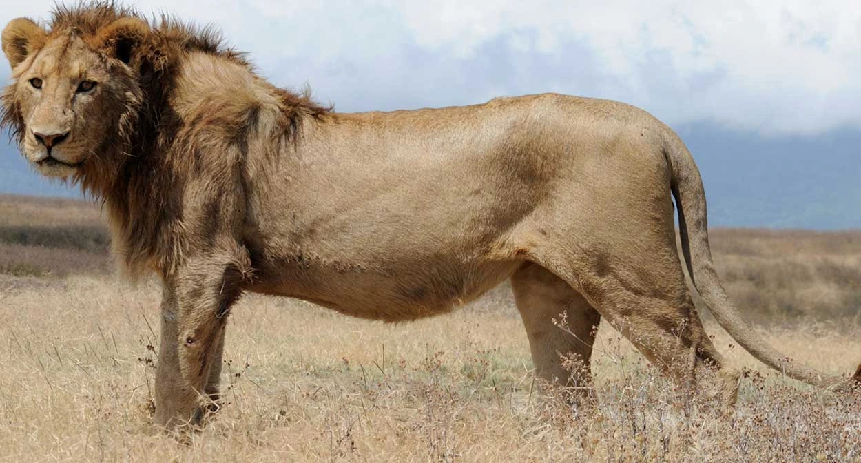  Ngorongoro Crater Park Fees
