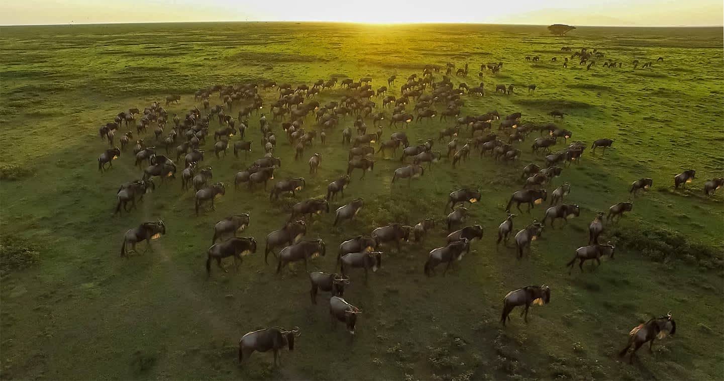 The Great Serengeti Wildebeest Migration Summary