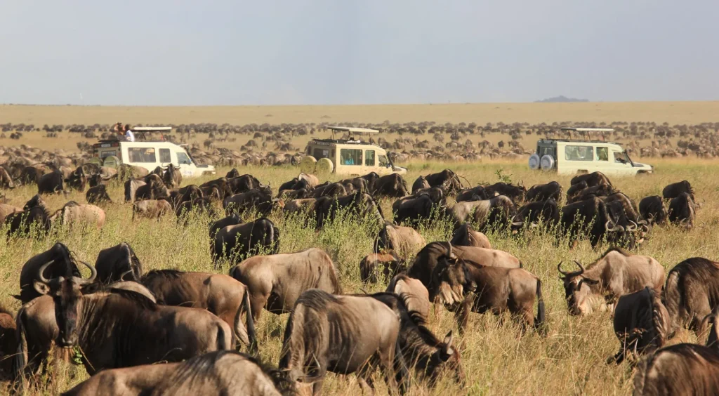 Why Maasai Mara is One of Africa’s Best Safari Destinations