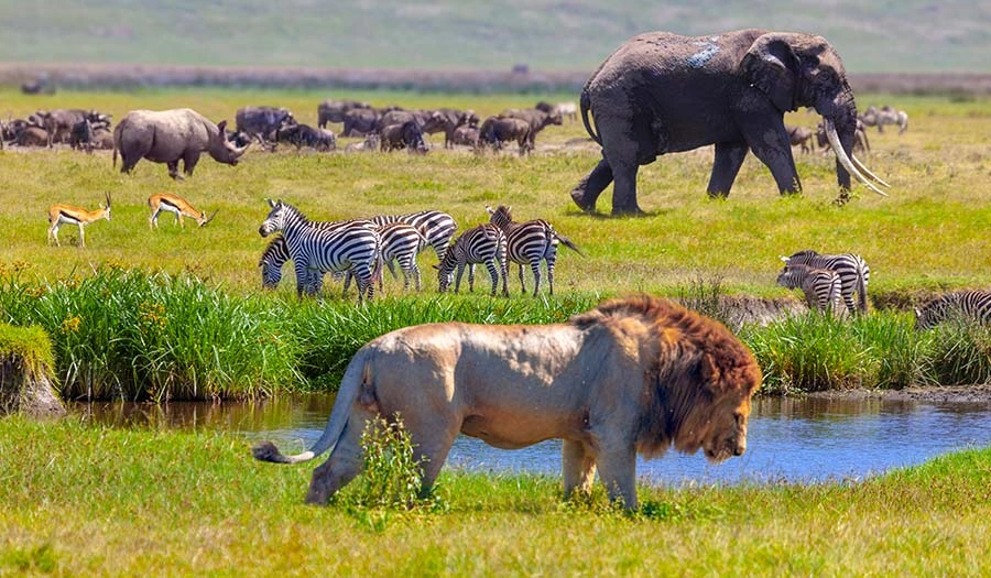 The Serengeti National Park wildlife