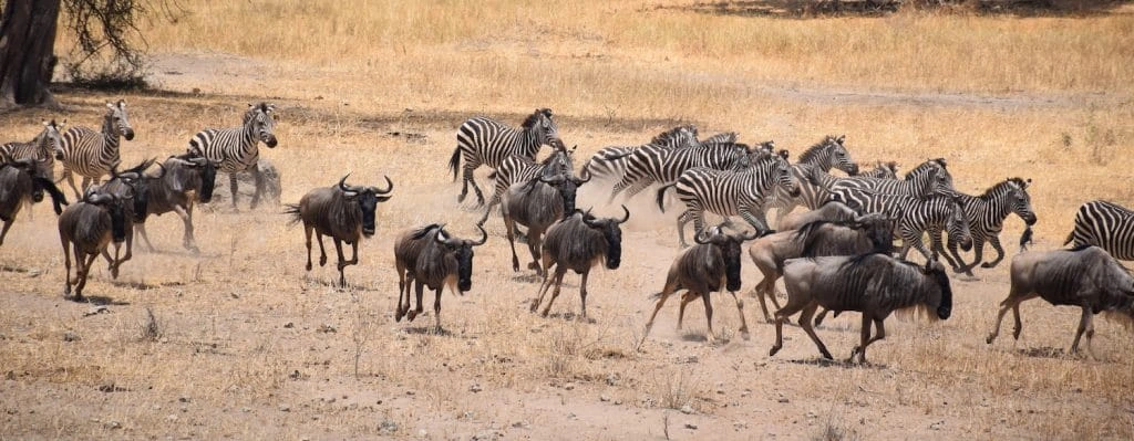 Best Time to Visit Tanzania for Safari (Quick Guide)