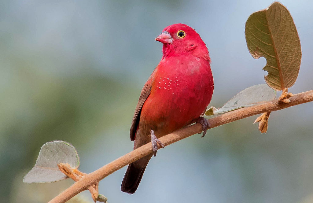 Conclusion: Embracing the Beauty of Tanzania's Winged Wonders