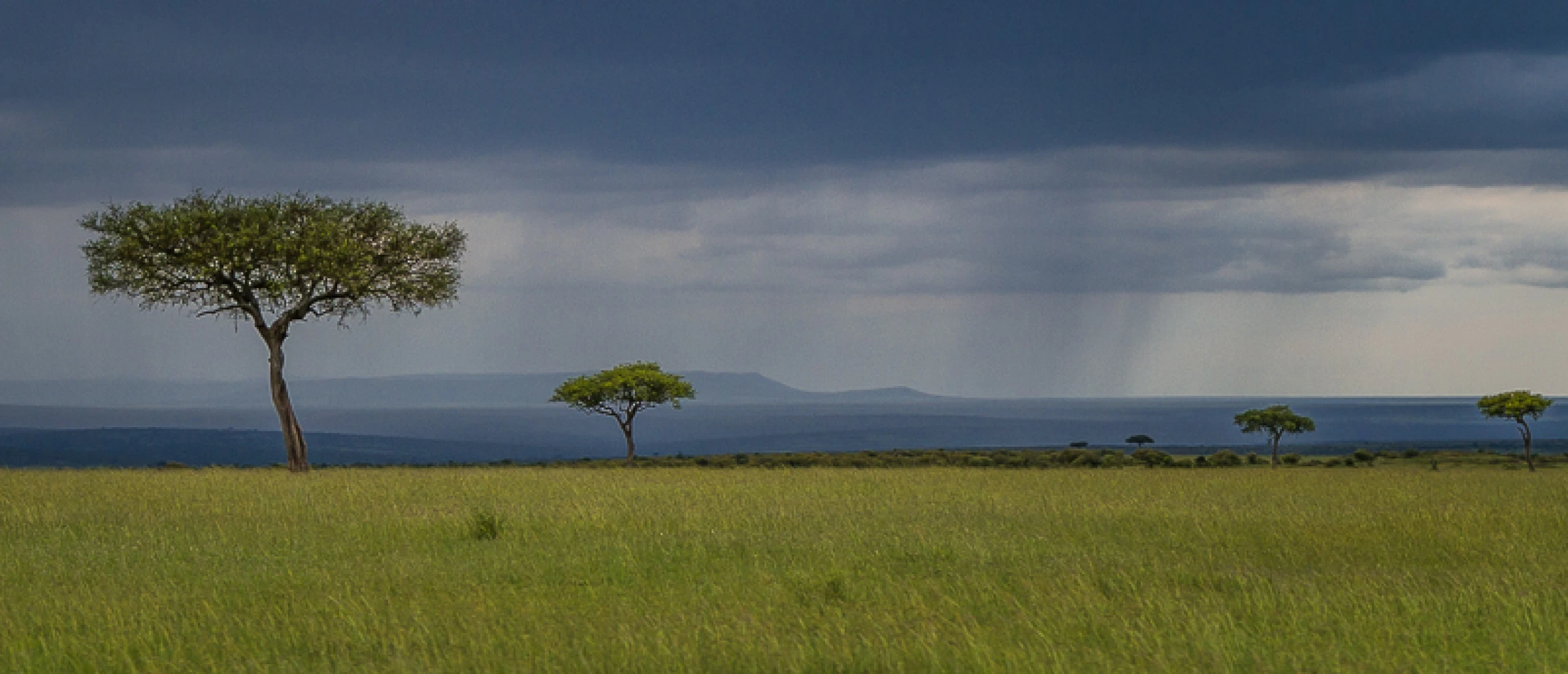 Best Time to See the Great Migration in Serengeti (Month-by-Month)