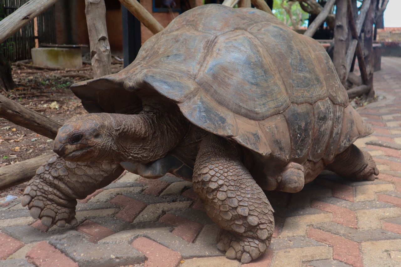 The Famous Giant Tortoises of Prison Island