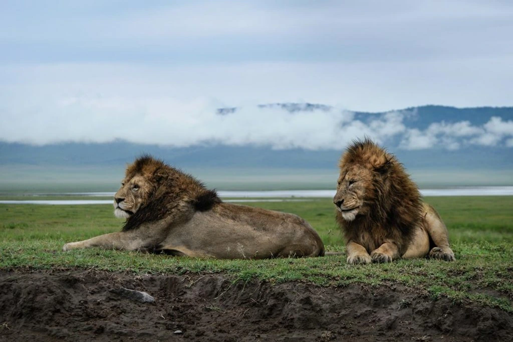 Ngorongoro Crater (Tanzania)