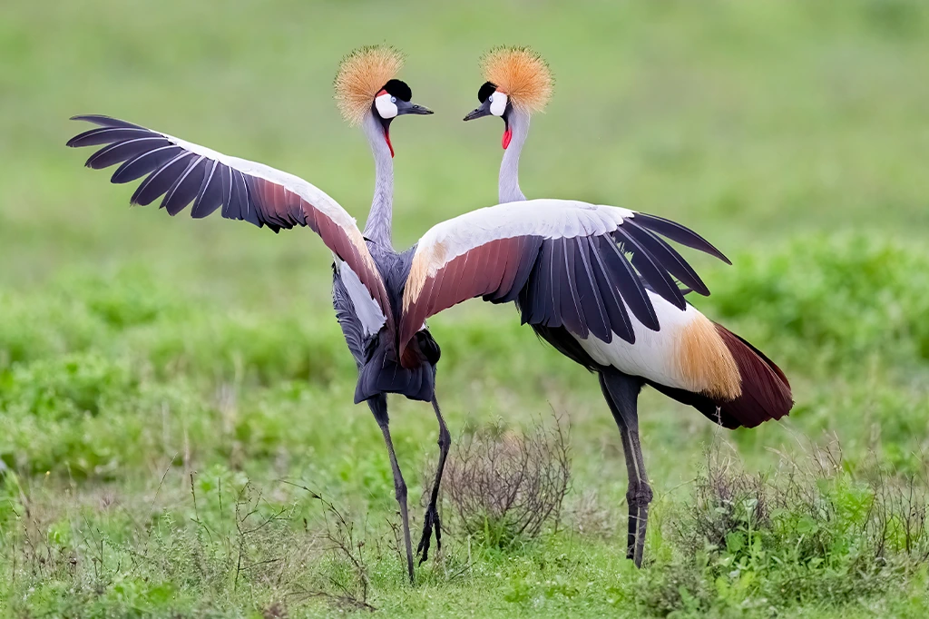 Conservation Efforts for Tanzanian Birds