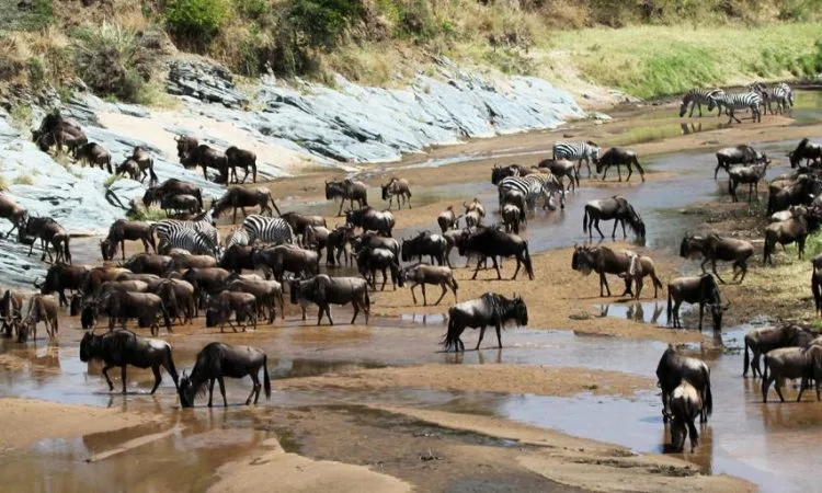 serengeti safari packages Safari