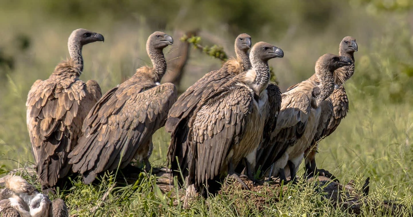 Top Birdwatching Destinations in Tanzania