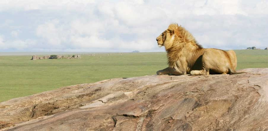Conclusion: Appreciating the magnificence of lions while respecting their natural behavior
