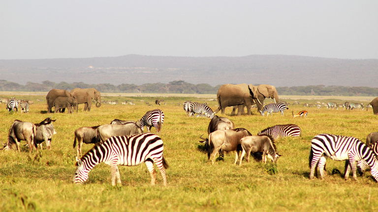 Wildlife Experience Comparison